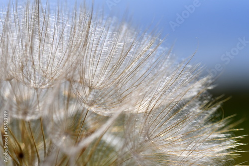 macro dandelion shot © Alexander