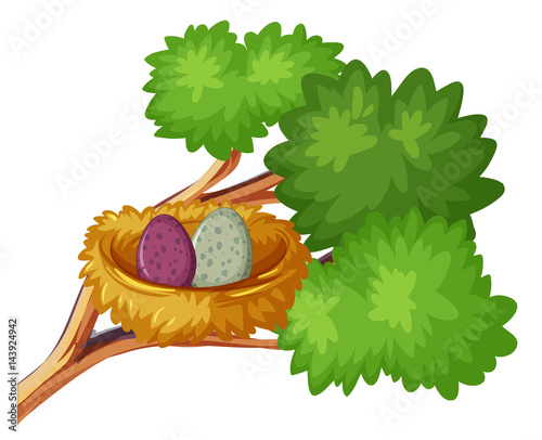 Two bird eggs in nest