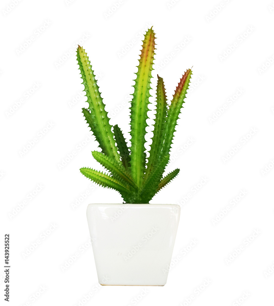 Home plant in pot isolated on white background