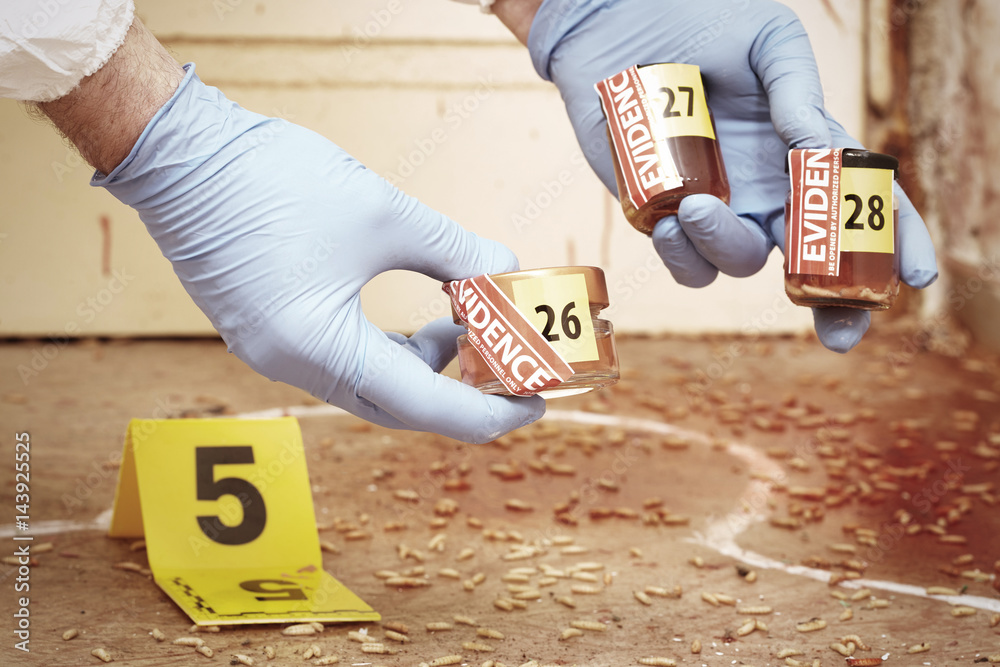 Obraz premium Detail of packing of fly larva to glass on crime scene by police entomologist