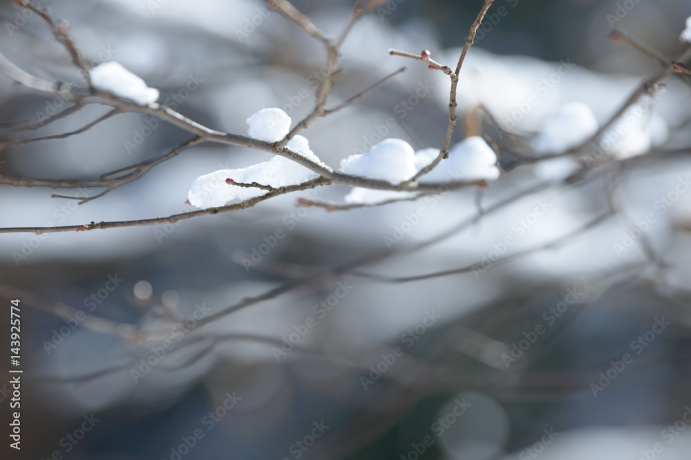 Winter branches covered with snow. Frozen bush branch in winter forest.
