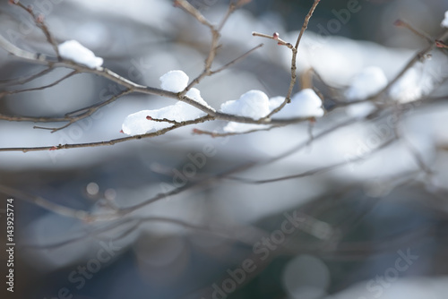 Winter branches covered with snow. Frozen bush branch in winter forest.