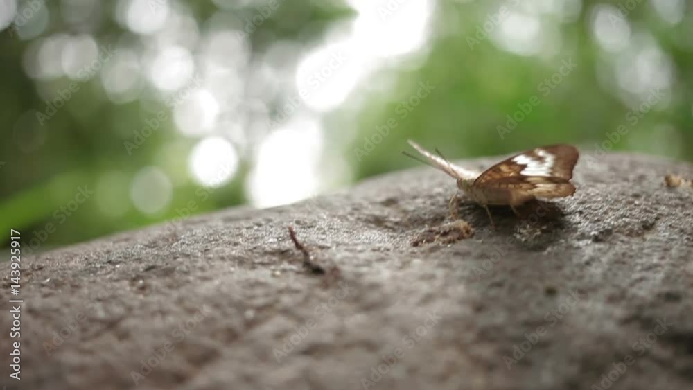 Butterfly explores something on stone with it's proboscis. Butterfly explores something on stone with it's proboscis.