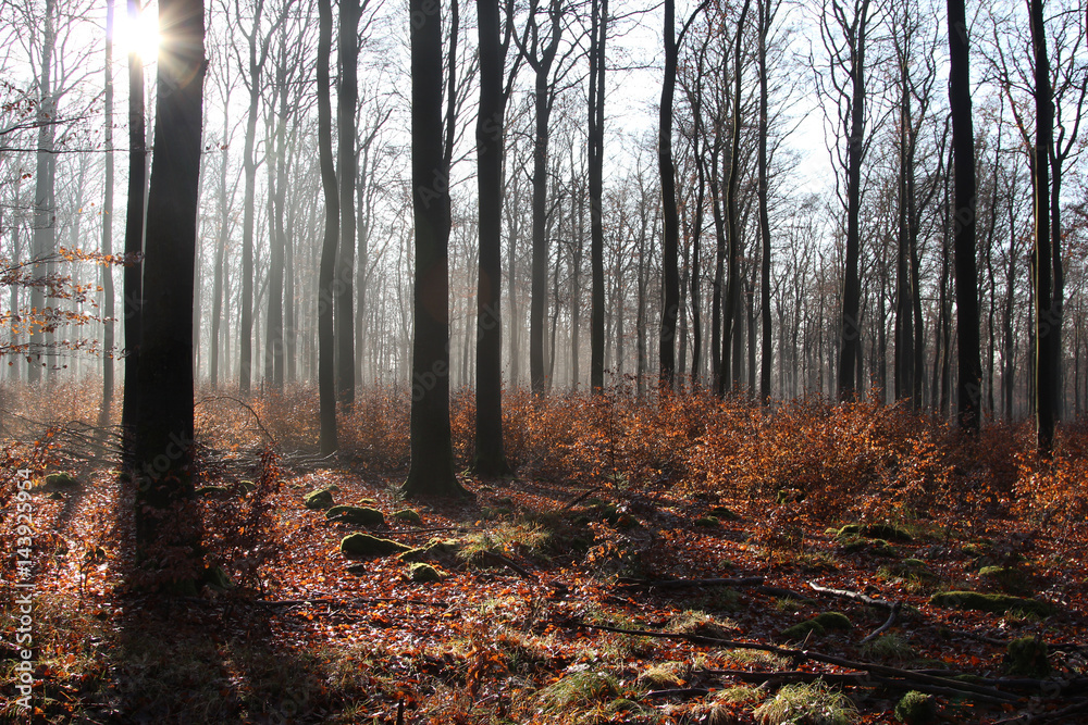 buchen wald im nebel buchen wald im nebel