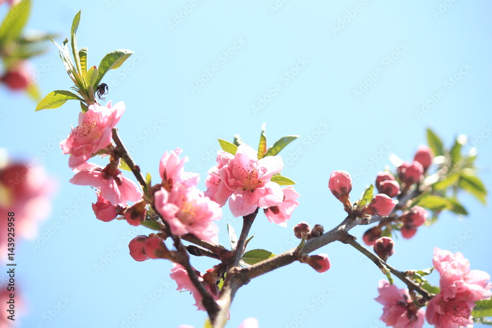 peach blossoms peach blossoms