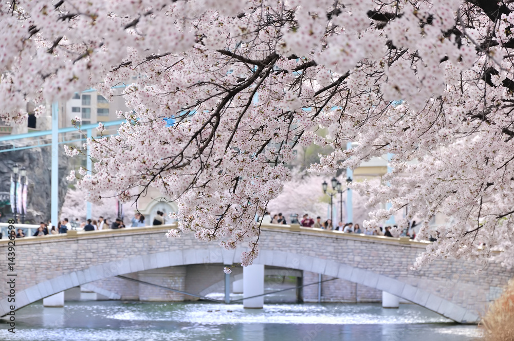 Naklejka premium ソウル・石村湖の桜