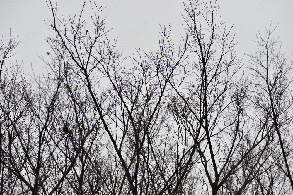 tree tree