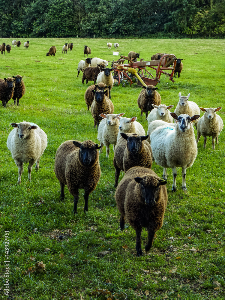 Fototapeta premium sheep in field