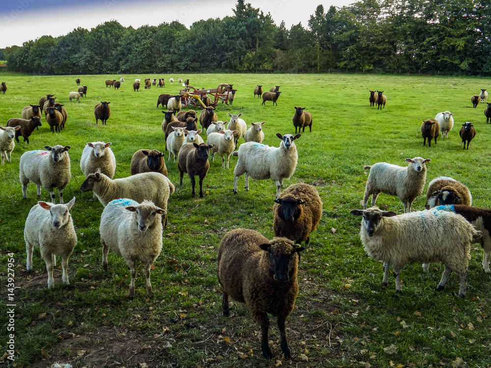Obraz premium sheep in field