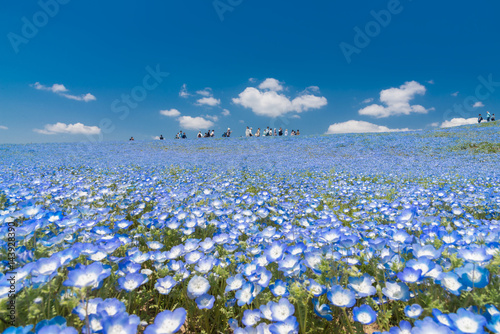 Nemophila, flower field at Hitachi Seaside Park in spring, Japan