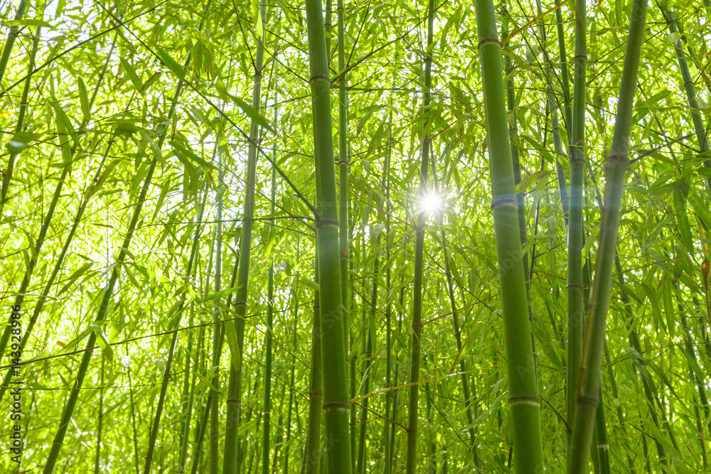 Bamboo trees