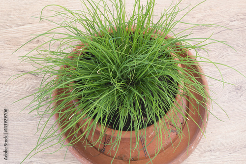 erba cipollina in vaso dall'alto photo