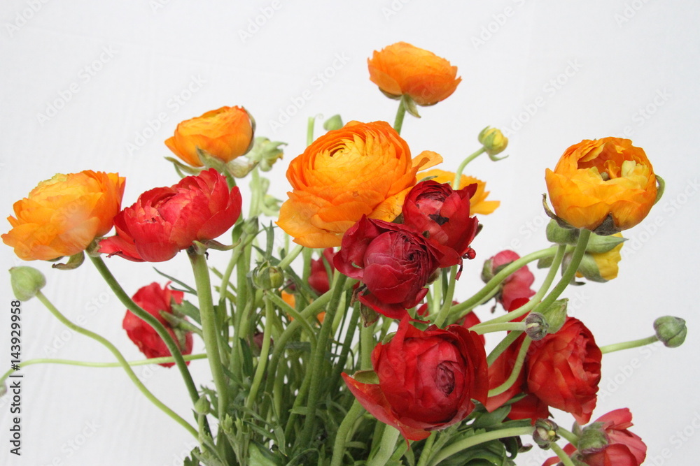 Fototapeta premium Ranunculus in red and orange against white