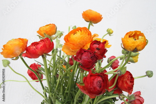 Ranunculus in red and orange against white