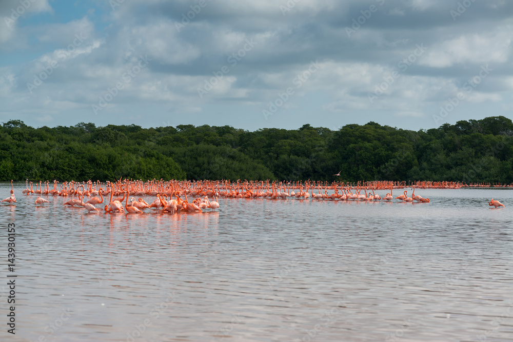Fototapeta premium View of pink flamingos in Celestun, Mexico