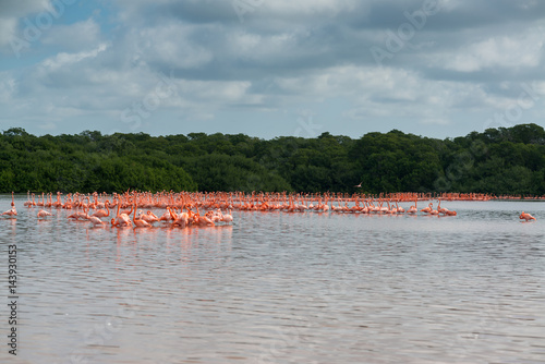 View of pink flamingos in Celestun, Mexico