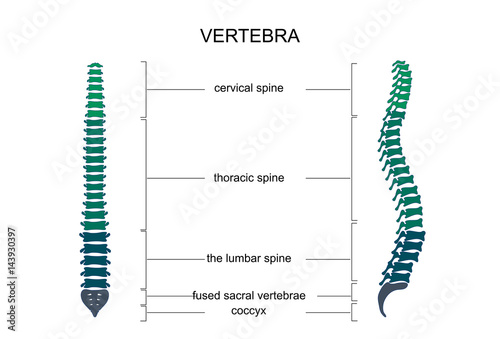 anatomy of the spine