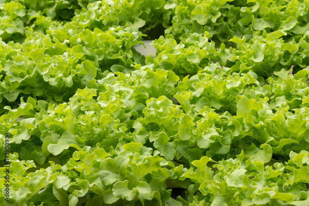 close up of organic salad lettuce close up of organic salad lettuce