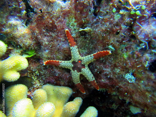 starfish