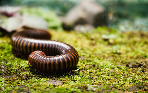 mature millipede on green moss photo