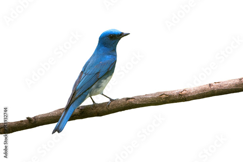 Male, Blue-and-White Flycatcher, Beautiful bird © chamnan phanthong