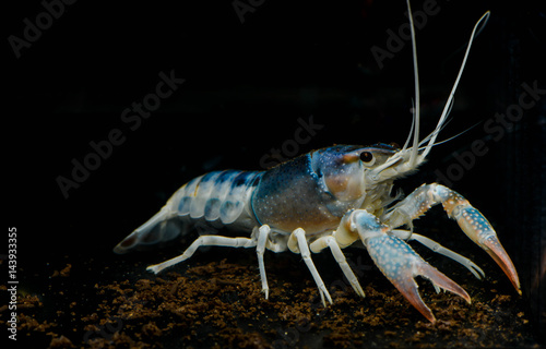 Crayfish Procambarus clarkii ghost