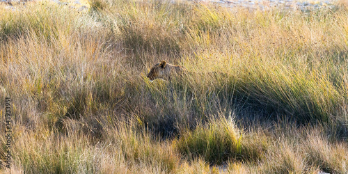 Lioness standing in a tall grass, side profile