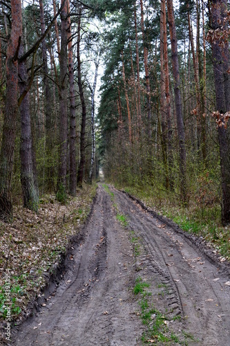 droga przez las wczesną wiosną