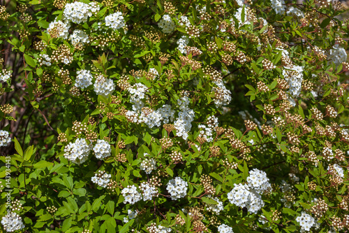 Closeup of flowering shrub bridal wreath spirea, floral background photo