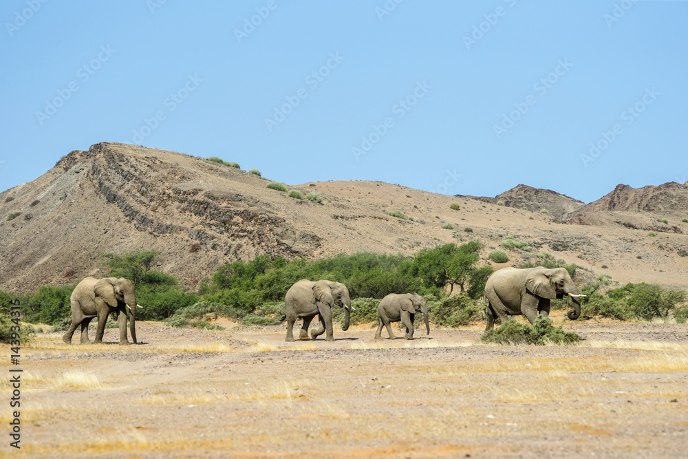 Desert elephants herd walking along Aba Huab river Desert elephants herd walking along Aba Huab river