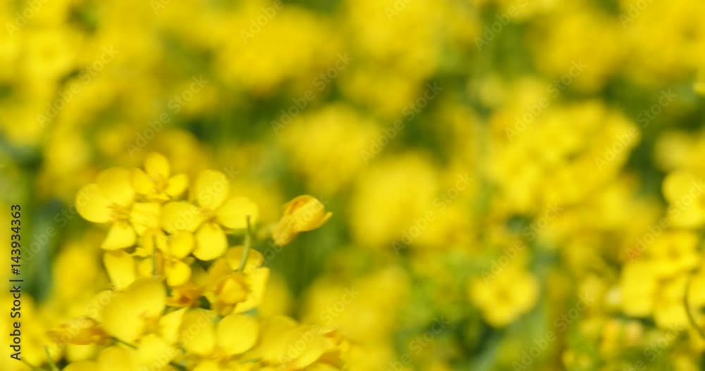 Close up of Rape Flower on a field Close up of Rape Flower on a field