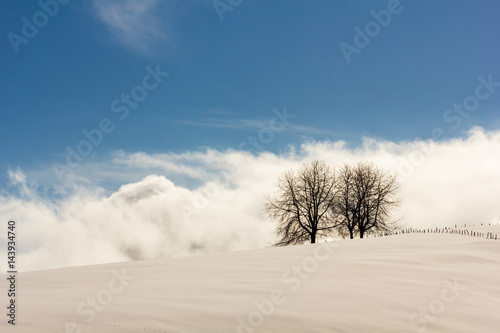 Gallio, Altopiano of Asiago, Province of Vicenza, Veneto, Italy. Two trees in winter Sunshine. photo