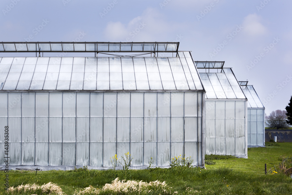 Whitened greenhouses Whitened greenhouses