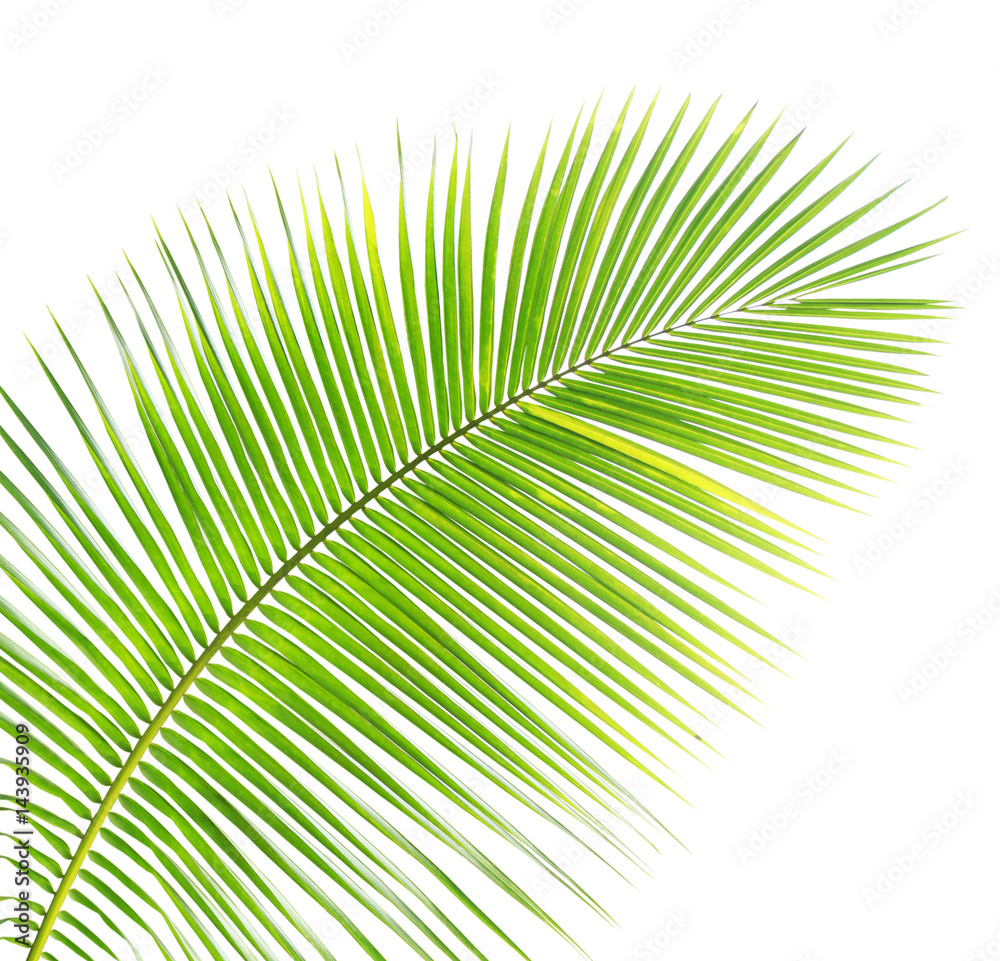 Obraz premium Coconut leaf isolated 