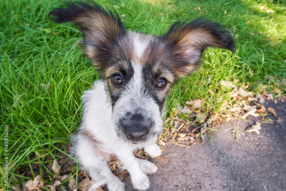 Funny dog with big ears looking at camera Funny dog with big ears looking at camera