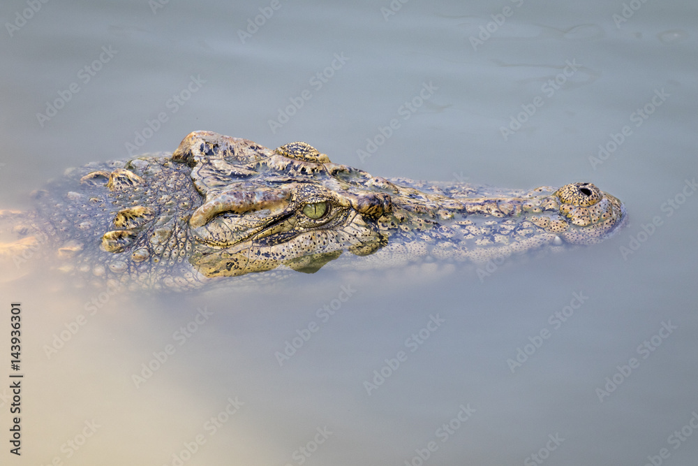 Obraz premium Image of a crocodile head in the water. Reptile Animals.