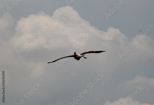 cormorant