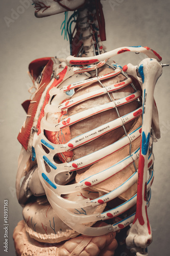 Anatomy human body model. Part of human body model with organ system.