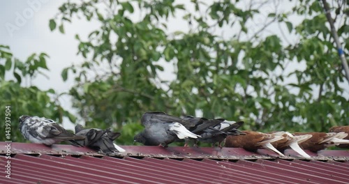 Spotted Doves Are Sitting on the Roof of the Pigeon House Painted in White and Blue Colors in Eastern Europe in the Daytime in Summer photo