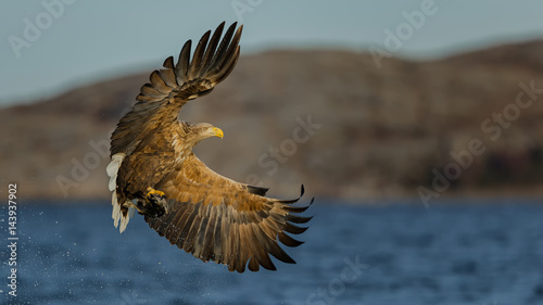 Sea eagle in flight