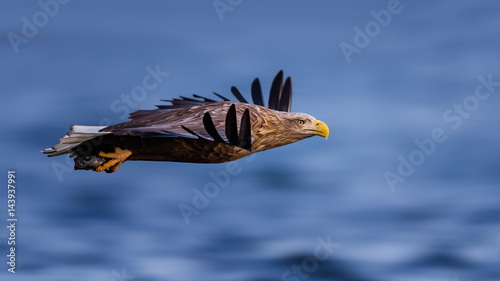 Sea eagle in flight