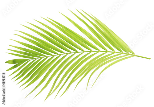 Green coconut leaf isolated