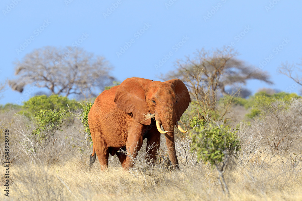 Fototapeta premium Elephant in National park of Kenya