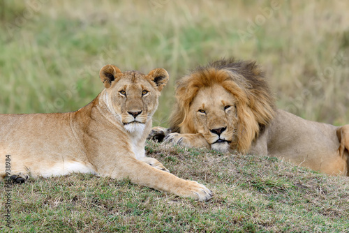 Lion in National park of Kenya © byrdyak