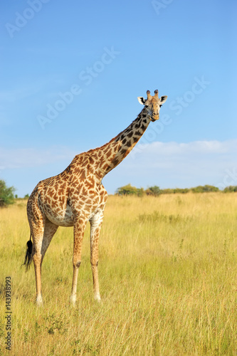 Giraffe in National park of Kenya