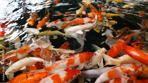 group of colorful koi or fancy carp fish swim in fish tank