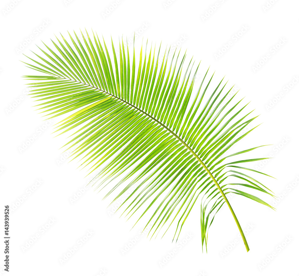 Obraz premium Palm leaf isolated on white background