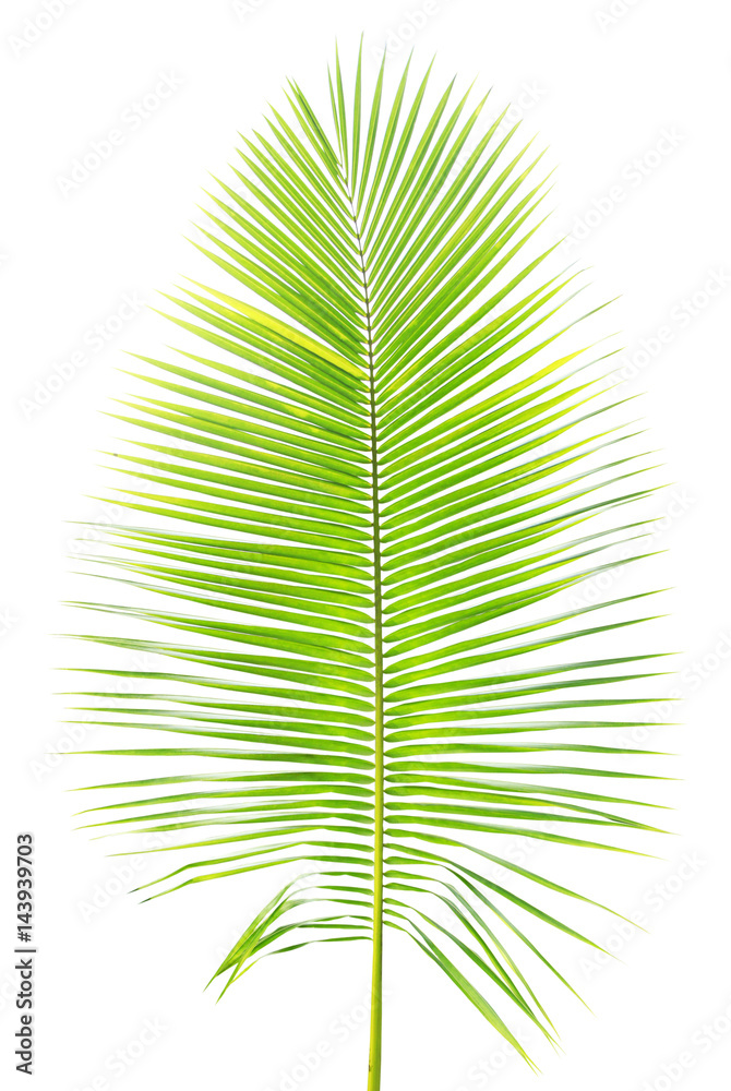 Obraz premium Palm leaf isolated on white background