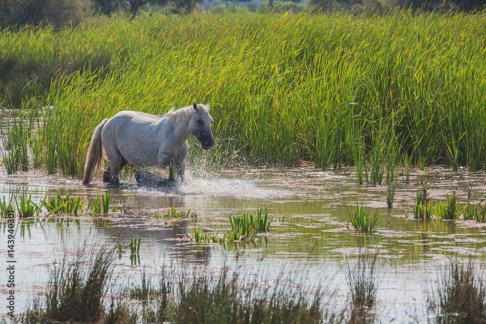 White camargue horse galloping on the water in the swamps nature reserve, Camargue, France White camargue horse galloping on the water in the swamps nature reserve, Camargue, France