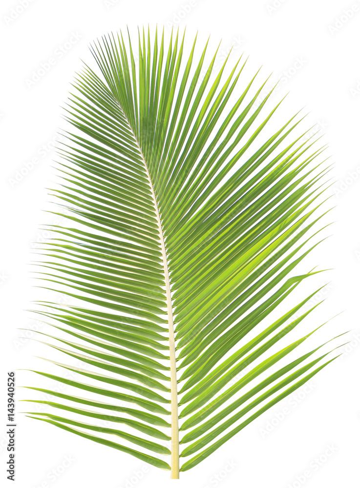 Obraz premium Coconut leaf isolated on white background
